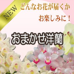 洋蘭おまかせ【55,000円コース】