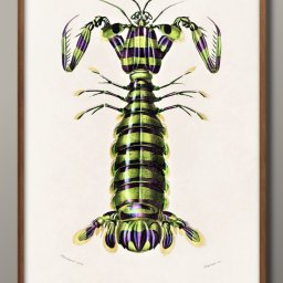 海洋生物 ビンテージイラスト A3 サイズ ポスター アート おしゃれ 絵画 インテリア 北欧 イラスト マット紙 艶消し アートパネル 額 フレーム デザイン 壁掛け ギフト 新築祝い ディスプレイ 引越し祝い　新生活　空間デザイン 