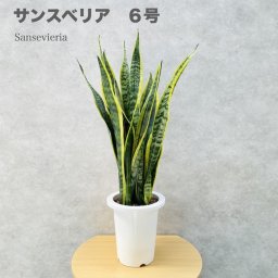 観葉植物 サンスベリア 6号鉢苗 おしゃれ 室内 サンセベリア インテリア お祝い 開店祝い 新築祝い 誕生日祝い 結婚祝い 引越し祝い 母の日 父の日 プレゼントギフト 敬老の日