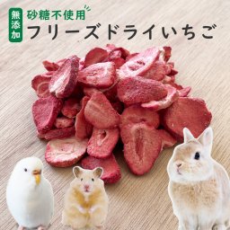 【砂糖不使用】小動物用フリーズドライいちご 15g 30g 45g 1袋約50枚入り スライス イチゴ 苺 ウサギ ハムスター モルモット インコ リス フェレット ハリネズミ モモンガ おやつ 人も食べれる 完全無添加 砂糖ゼロ フルーツ 乾燥 果物 ペット 動物 中国産 送料無料