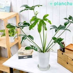 PLANCHU 観葉植物 フィロデンドロン ファンバン 6号鉢 受け皿付き 育て方説明書付き Philodendron goeldii ‘Fun Bun’ アロイド