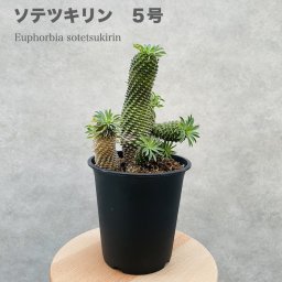 観葉植物 ユーフォルビア ソテツキリン 5号鉢 パイナップルコーン 蘇鉄麒麟 多肉植物 おしゃれな室内インテリア プレゼントギフト テレビ横 卓上
