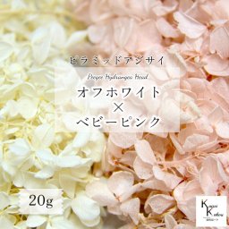送料無料 大地農園 プリザーブドフラワー　「ピラミッドアジサイ 2色セット オフホワイト×ベビーピンク 合わせて20g分」  詰め合わせ 20g分 ソフトピラミッドアジサイ  プリザ アジサイ 紫陽花 花材 ハーバリウム フラワー資材 フラワーアレンジ