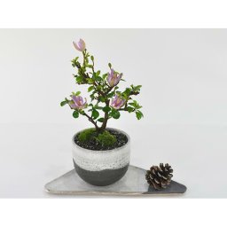 送料無料 春から夏にかけて長く花を楽しめる睡蓮木の盆栽【盆栽 ミニ盆栽 鉢植】