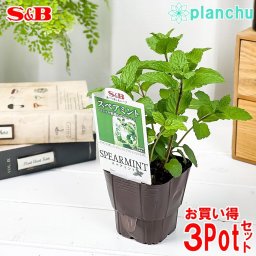 ハーブ苗 S&B スペアミント 3号ポット 3ポットセット エスビー食品 フレッシュハーブ コンパニオンプランツ ベランダ菜園 家庭菜園