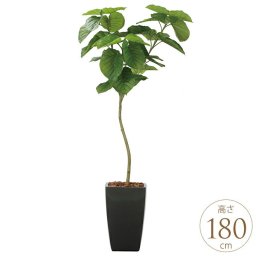 フェイクグリーン 鉢植え 大きい 観葉植物 鉢 アーバンスタイル フレッシュウンベラータ 1.8m 光触媒 インテリアグリーン 大型 オフィス
