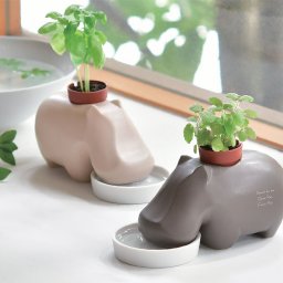 ヒポポプラント