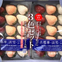 ブランド 3色いちご（古都華・淡雪・パールホワイト）1ケース（M〜3Lサイズ）（約270g×2パック入り）【イチゴ 苺 奈良いちごラボ お土産 贈り物 贈答品 ご褒美 ごほうび プレゼント 手土産 フルーツ 果物 インスタ映え かわいい 白いちご】