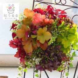 【1年中鑑賞可能】ウォールバスケットの寄せ植え作品◆ヒューケラMIX◆　