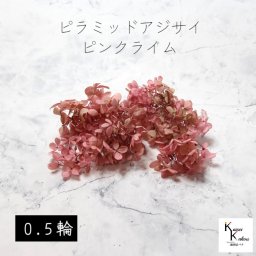 メール便で発送 大地農園！プリザーブドフラワー 「ピラミッドアジサイ・ヘッド（グラデーション） ピンクライム 0.5輪分」 プリザ アジサイ 紫陽花 花材 ハーバリウム おしゃれ かわいい プレゼント 贈り物 オオチノウエン ピラミッドアジサイ