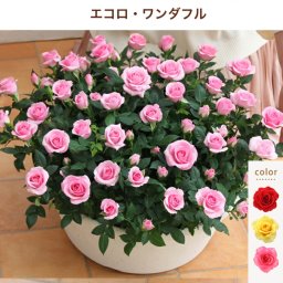 ＜専門店のバラの鉢植え＞ エコロワンダフル 送料無料 約50センチの大迫力　誕生日プレゼント 結婚記念日 女性 誕生日 母 祖母 ギフト 花 還暦祝い 生花 退職祝い 男性 父 定年 送別会 結婚 お祝い 妻 鉢植え 寄植え 新築祝い 四季咲き 花鉢 ミニバラ