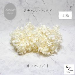 メール便で発送 大地農園！プリザーブドフラワー 「ソフトアナベルアジサイ オフホワイト 2輪分」 プリザ アジサイ 紫陽花 花材 ハーバリウム おしゃれ かわいい プレゼント 贈り物 オオチノウエン アナベルアジサイ・ヘッド