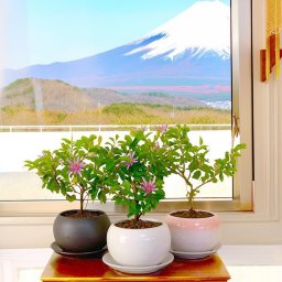 盆栽 睡蓮木 育てやすい和花 鉢植え 日時指定可 育て方ガイド付 ラッピング無料 記念樹 鉢植え シンボルツリー 日本庭園 苔リウム 盆栽 室内鑑賞 初心者 おしゃれ 花 誕生日 引っ越し 還暦 退職 お祝い 母の日 父の日 プレゼント