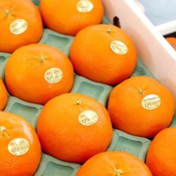 甘平 クイーンスプラッシュ 〈愛媛〉 3kg みかん