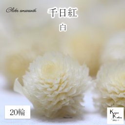 大地農園！プリザーブドフラワー 　20輪【千日紅　センニチコウ　白】ヘッドのみ　プリザ　花材 ハーバリウム おしゃれ かわいい プレゼント 贈り物　オオチノウエン