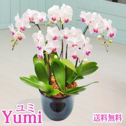 ミディ胡蝶蘭　ユミ5本立