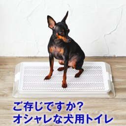 ワンランク上の「貰って嬉しいトイレ」 犬用のおしゃれなトイレトレー ペットレー 新しい家族のお迎えに 透明でお部屋になじむ ペットトイレ メッシュ付き ( レギュラーサイズ )  トイレ シートの交換が楽 トイレ用品 犬 お迎え記念日 ペットギフト 誕生日 うちの子記念日 うちのコ記念日 犬好き プレゼント ギフト ペット・ケア・アドバイザー推奨 ドッグライフカウンセラー監修