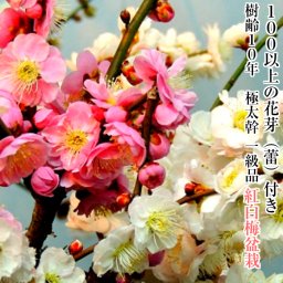 盆栽 花梅 希少樹種 樹齢10年 咲き分け 思いのまま 育て方ガイド付 日時指定可 送料無料 大人気ギフト 癒し 植物 花が咲く 出産祝い 風水開運 盆栽 室内 初心者 引越し祝い 癒し 植物 父親 誕生日 プレゼント