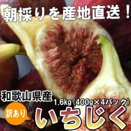 いちじく 和歌山県産 訳あり イチジク 1.6kg【400g×4パック】送料無料 