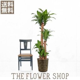 観葉植物 おしゃれ マッサン（幸福の木） 高さ：約150〜170cm 籐カゴ