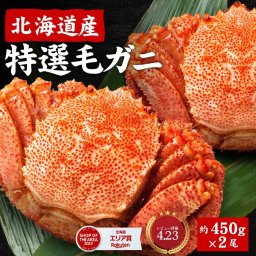 毛ガニ 毛蟹 北海道産 ギフト 450g×2尾セット  かに 毛がに 札幌 ボイル 堅蟹 カタガニ かたがに 母の日 お年賀 プレゼント 母の日札幌 場外市場 海鮮グルメ お取り寄せ 【冷凍】