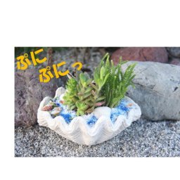多肉植物　寄せ植え【シェル】多肉の宝石箱  プレゼント ギフト オシャレ かわいい　新築祝い 開店祝い 開業祝い 周年記念 引越し祝い 移転祝い 退職祝い 敬老の日　お祝い　鑑賞用　盆栽
