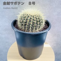 サボテンの王様 金鯱 8号鉢 大型 観葉植物 多肉植物 金シャチ おしゃれでかわいい ギフト 置物 プレゼント インテリア 贈り物 卓上 テーブル 仙人掌 キンシャチ