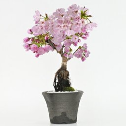 送料無料 桜の鉢植えを楽しむなら盆栽がおすすめ 自宅でお花見 桜盆栽盆栽 桜 シックなモダン盆栽 中サイズの旭山桜【ミニ盆栽 陶器鉢4号 樹齢5年 盆栽ギフト かわいい おしゃれ 初心者 贈り物 ギフト プレゼント 誕生日 バレンタイン さくら 母の日 sakura bonsai ぼんさい】
