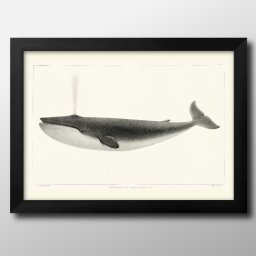 海洋生物 ビンテージイラスト A3 サイズ ポスター アート おしゃれ 絵画 インテリア 北欧 イラスト マット紙 艶消し アートパネル 額 フレーム デザイン 壁掛け ギフト 新築祝い ディスプレイ 引越し祝い　新生活　空間デザイン 