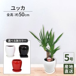 ユッカ 5号 丸陶器 高さ約50cm 観葉植物 青年の木