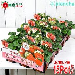 野菜苗 イチゴ苗 東京おひさまベリー 4号ポット 15ポットセット 果物 果菜苗 いちご苗 いちご イチゴ ケース売り