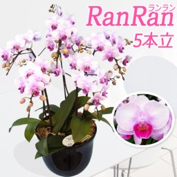 ミディ胡蝶蘭 ランラン5本立