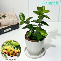 PLANCHU 観葉植物 ホヤ クミンギアナ 3.5号鉢 受け皿付き 育て方説明書付き Hoya cumingiana クミンギアーナ サクララン 桜蘭