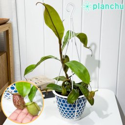 PLANCHU 食虫植物 ネペンテス アンプラリア 5号吊り鉢 育て方説明書付き Nepenthes ampullaria ウツボカズラ