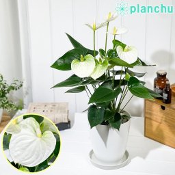 （アウトレット品）PLANCHU 観葉植物 アンスリウム ココス 6号鉢 受け皿付き 育て方説明書付き Anthurium ‘Cocos’ アンスリューム 鉢花 ホワイト