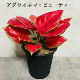 観葉植物 アグラオネマビューティー 4号鉢 おしゃれな室内インテリア 結婚祝い 新築祝い 開店 開業祝い 誕生日 母の日 父の日 記念日 敬老の日 部屋 リビング 玄関 ベランダ プレゼント ギフト テレビ横