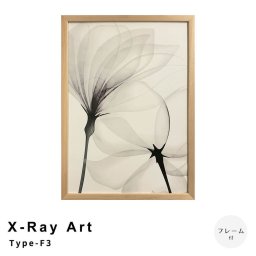 X-Ray Art Type-F3 アートポスター（フレーム付き）