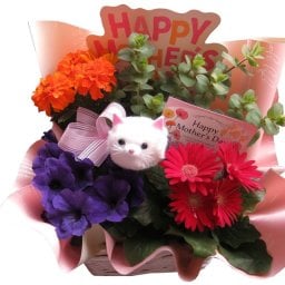 母の日 鉢植え 猫ちゃん入り  季節のお花お任せ  母の日 花 人気 プレゼント