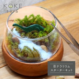 苔テラリウムキット 恐竜の防水フィギュア付きキット