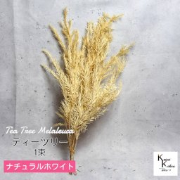 大地農園！プリザーブドフラワー 「ティーツリー(メラレウカ) ナチュラルホワイト 1束」プリザ 花材 ハーバリウム おしゃれ かわいい プレゼント 贈り物　オオチノウエン