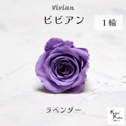大地農園！プリザーブドフラワー 「ビビアン ラベンダー 1輪」  プリザ 花材 ハーバリウム  おしゃれ かわいい プレゼント 贈り物 オオチノウエン バラ 薔薇 ローズ rose