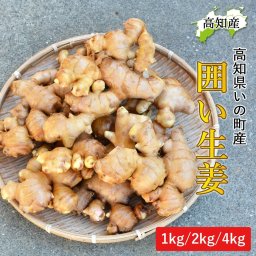 生姜 1kg 2kg 4kg 高知県産 国産 しょうが 農家直送 刈谷農園 高知産 ショウガ 囲生姜 高知生姜 囲い生姜 洗い生姜 薬味 佃煮 唐揚げ 生姜焼き 酢しょうが しょうが湯 自宅用 業務用 産地直送【送料無料】[ヤマト発送]