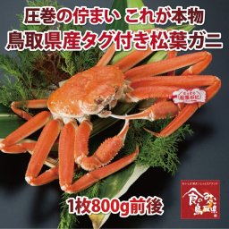 タグ付き特上松葉ガニ(ボイル)大サイズ1枚800g前後 送料無料 (ズワイガニ 姿 ずわい蟹 ずわいがに かに カニ 蟹)ご予約　11月解禁後順次発送