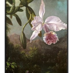 マーティン ジョンソン ヒード 蘭の花 A3 サイズ ポスター アート おしゃれ 絵画 インテリア 北欧 イラスト マット紙 艶消し アートパネル 額 フレーム デザイン 壁掛け ギフト 新築祝い ディスプレイ 引越し祝い　新生活　空間デザイン 