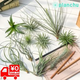 PLANCHU エアプランツ ティランジア Mサイズ 10種セット Bタイプ エアープランツ ティランジア 初心者向き 育て方説明書付き Tillandsia ブロメリア ギフト