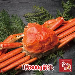訳あり松葉ガニ(ボイル)大サイズ1枚800g前後 送料無料 1落ち程度(ズワイガニ 姿 ずわい蟹 ずわいがに かに カニ 蟹)ご予約　11月解禁後順次発送