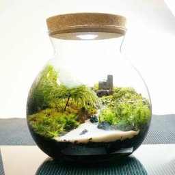 LEDライト付 ボトルテラリウム 16cm 苔テラリウム 完成品 見上げた川の先には テラリウム プレゼント 木化石 ギフトにも テラリウム プレゼント 木化石 観葉植物 母の日 父の日 苔 テラリウム おしゃれ 贈り物 インテリア グリーン ギフト