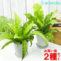 観葉植物 アスプレニウム アンティクム ＆ アビス 2種セット 5号鉢 受け皿付き 育て方説明書付き Asplenium シダ