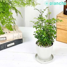 PLANCHU 観葉植物 シマトネリコ 3.5号鉢 受け皿付き 育て方説明書付き Fraxinus griffithii 苗 苗木 株立ち