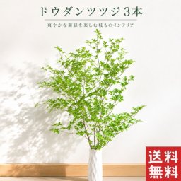 選べる季節の枝もの ドウダンツツジ 3本 1m程度 生花 アセビ 馬酔木 3本 ドウダンツツジ 生花 3本 枝 枝もの フラワーギフト 花 ギフト お祝い 花 誕生日 プレゼント